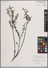Foto von Salix eleagnos Scop.